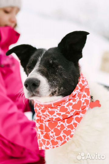 Старость в одиночестве в приюте