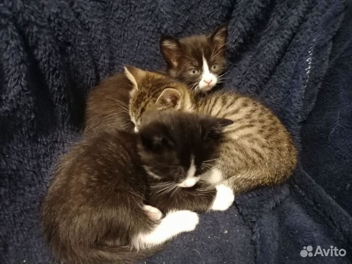 Добрые руки бесплатно