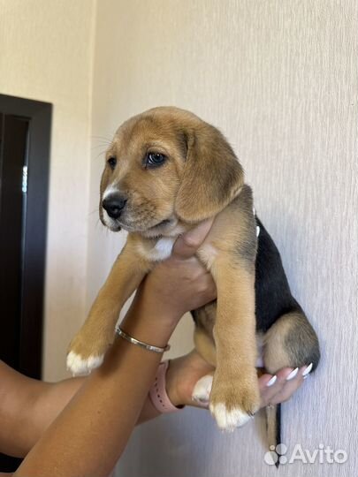 Щенки бигль