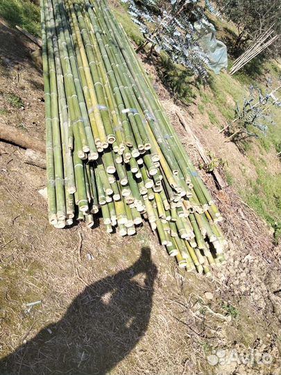 Ствол бамбука