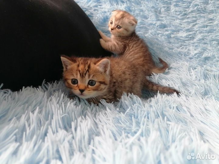 Британская кошка