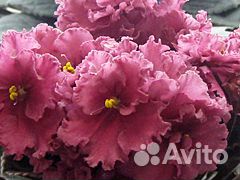 Фиалка сорт.Ness