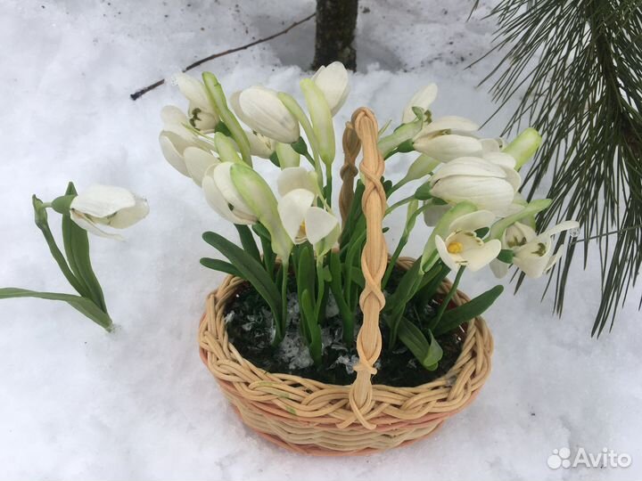 Для фотосессии подснежники