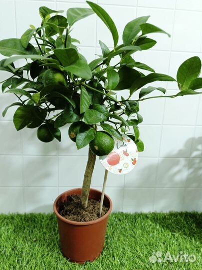 Цитрус Лайм Рангпур