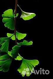 Гинкго Билоба