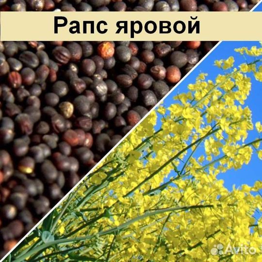 Рапс семена