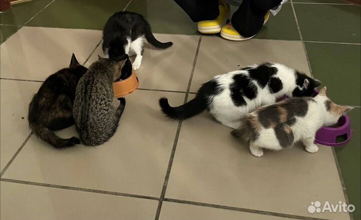 Котята в добрые руки