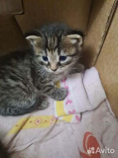 Отдам в добрые руки