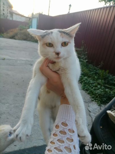 Трехцветная кошка