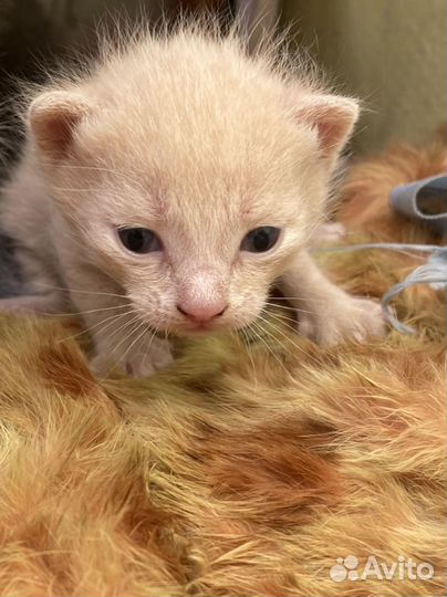 Кошка в дар