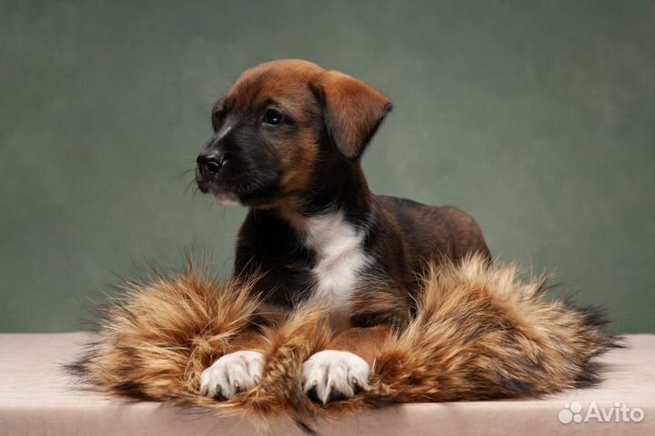 Щенок Ксолоитцкуинтли в шерсти