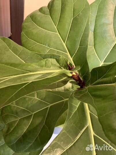 Фикус лирата большой комнатное растение