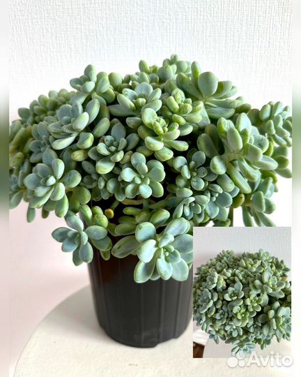 Суккуленты. Седум