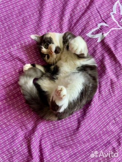 Кошка в добрые руки