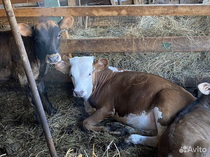 Бычки 6-7 месяцев