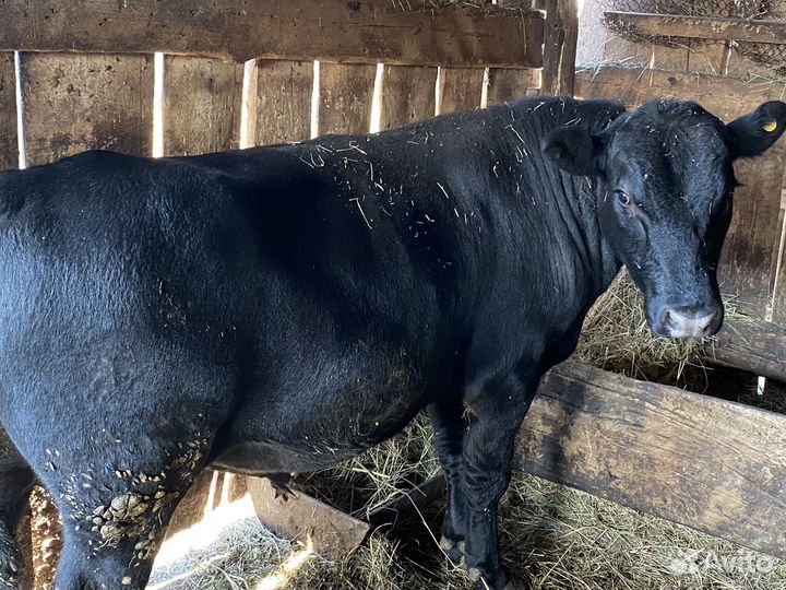 Быки на племя