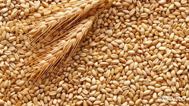 Зерно пшеница ячмень рожь розница