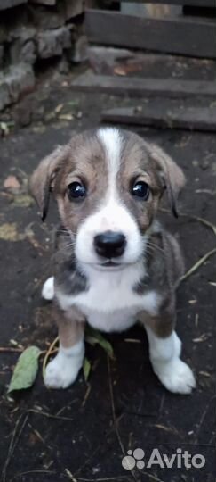 Щенок девочка в добрые руки