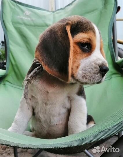 Щенки бигль