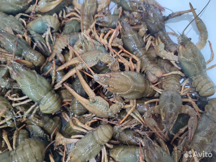 Живые раки. Опт и розница