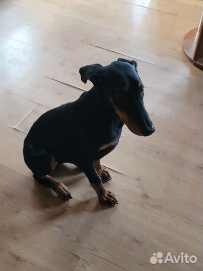 Щенок доберман
