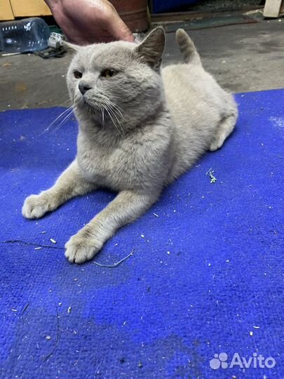 Кот в дар бесплатно