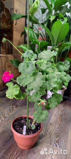 Герань пеларгония