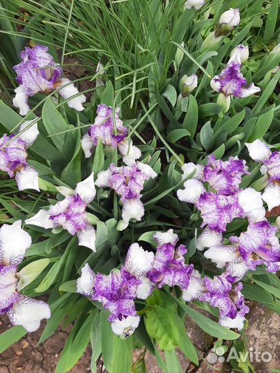 Ирисы карликовые