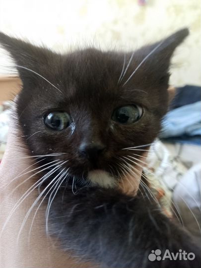 Котенок