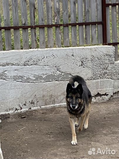 Собака немецкая овчарка