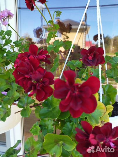 Пеларгония герань