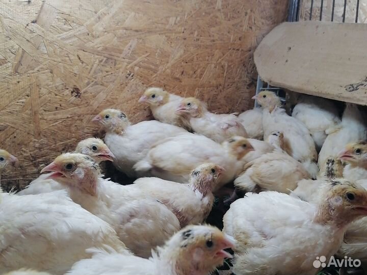 Бройлер цыплята, Утята, индюки, Перепелята, цесар