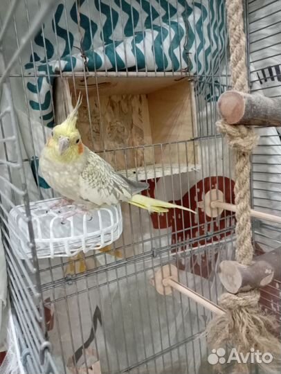 Попугаи Корелла