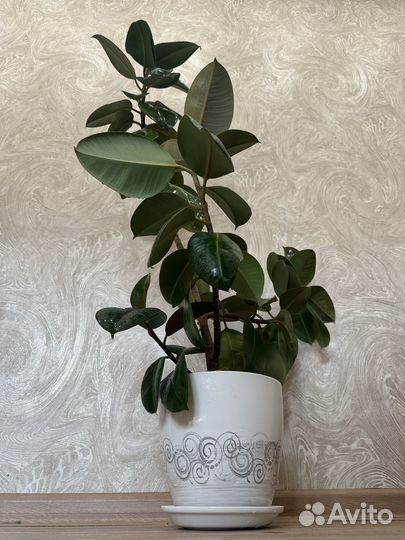 Пахиподиум, Фикус