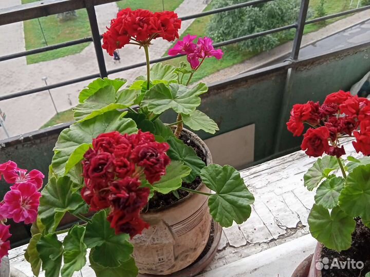 Пеларгония герань. Хлорофитум