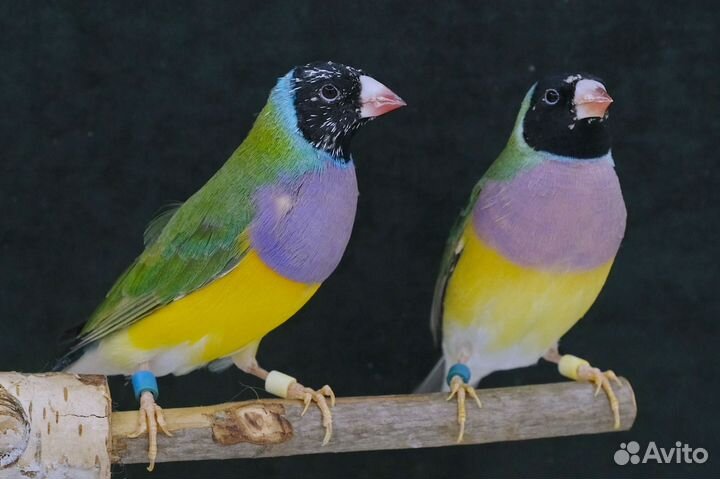 Амадины гульда