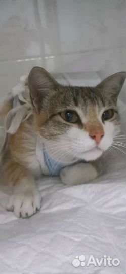 Кошка в дар