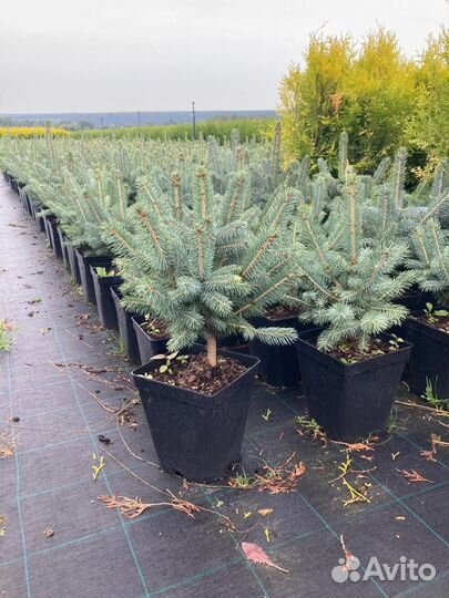 Саженцы ель голубая