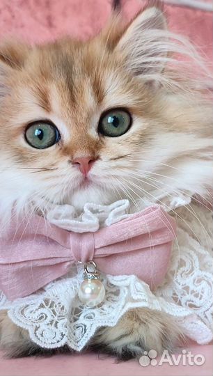 Шотландские котята золотая шиншилла