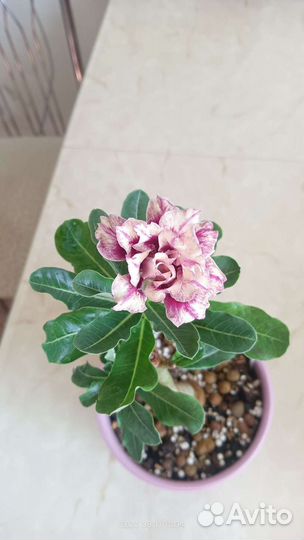 Адениум The Bell 2