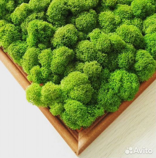 Панно из стабилизированного мха