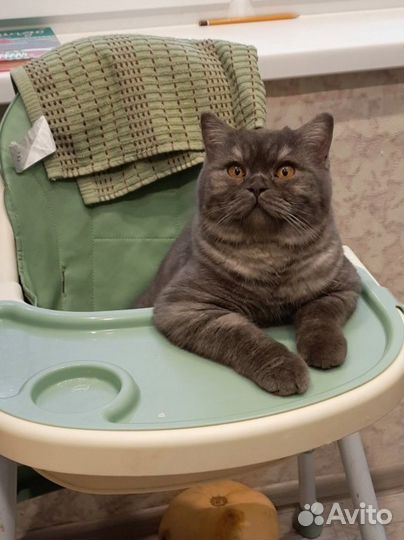 Шотландский прямоухий котик на вязку