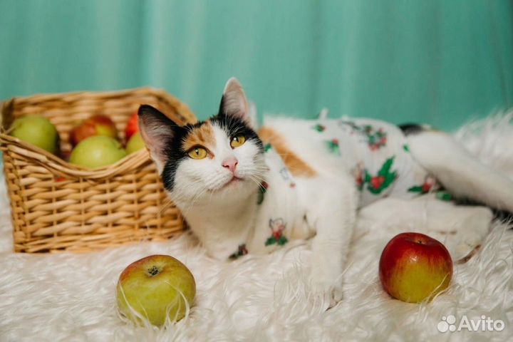 Кошка в добрые руки