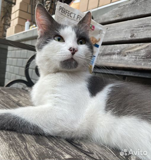 Кошки в добрые руки