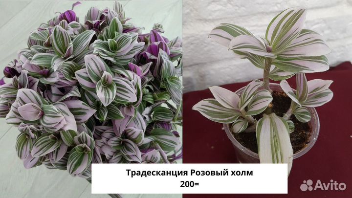 Традесканции сортовые и каллизии