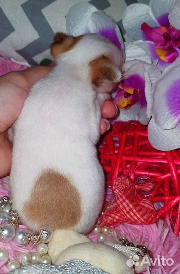 Супер кукольные минюшечки чихуахуа,доставка