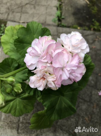 Пеларгония