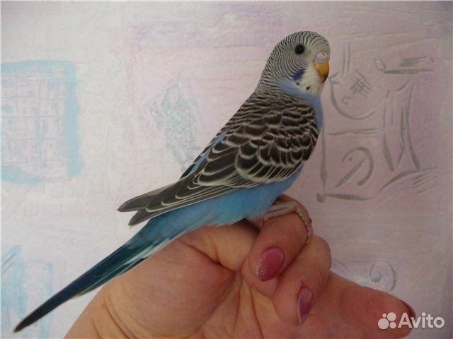 Волнистые малыши домашнего разведения