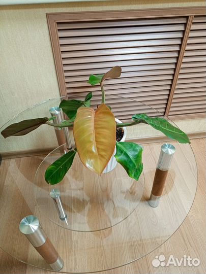 Филодендрон