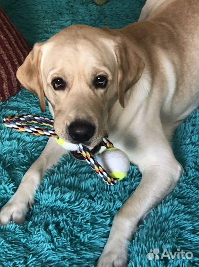 Вязка Лабрадор